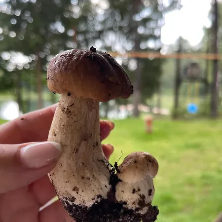 Dom Caloroczny Porost Nad Jeziorem Do Wynajecia Do 8 Osob 別荘 *